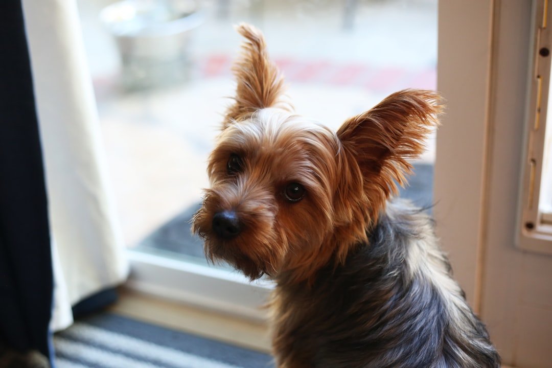 a small brown and black dog sitting in front of a window