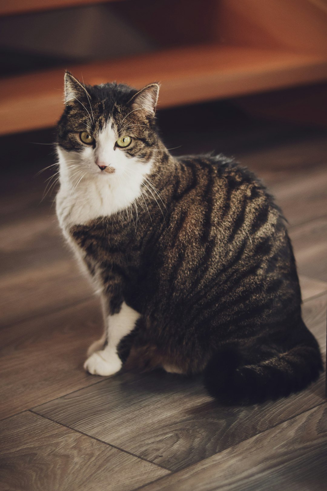 black and white tabby cat on brown wooden floor