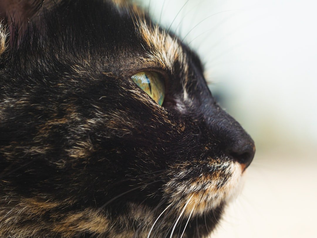 black and brown cat on white textile